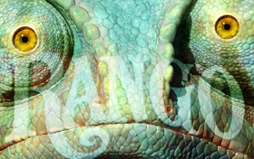 Rango in Bioscoop Het Zand Rango in Bioscoop Het Zand